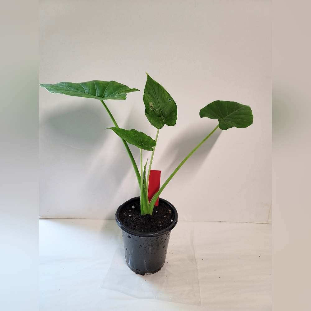 A Houseplant  Decor elephant ear  Live Plant.